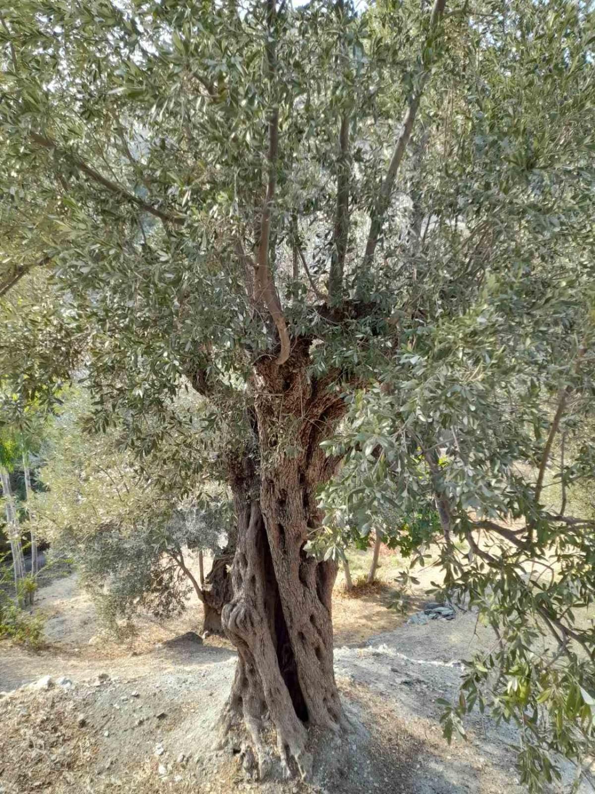 Δωμάτια Κόκκινος Πύργος Plomari Екстер'єр фото